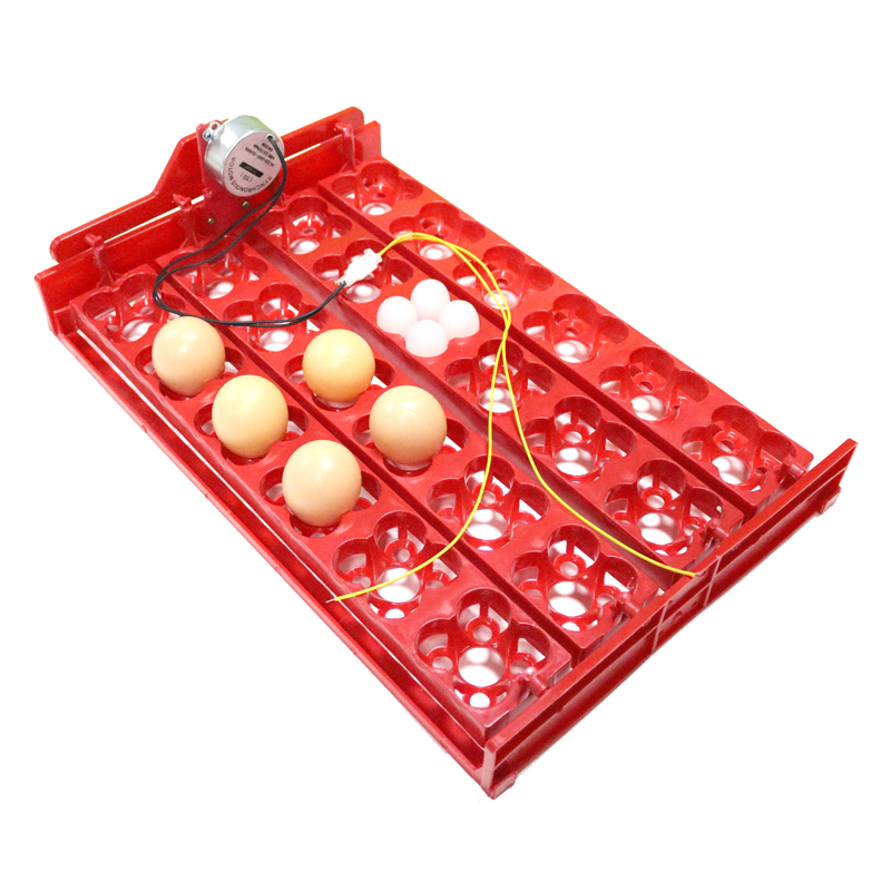24 Eggs/96 Quail Eggs Hatching - Hunting Quail recensione e prezzo