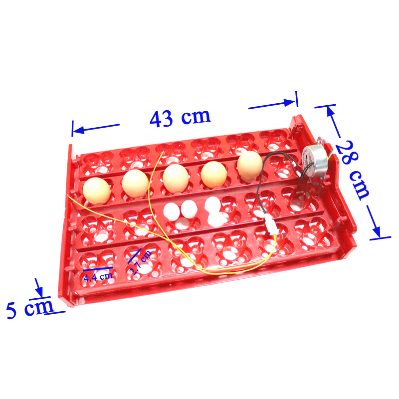 24 Eggs/96 Quail Eggs Hatching - Hunting Quail recensione e prezzo