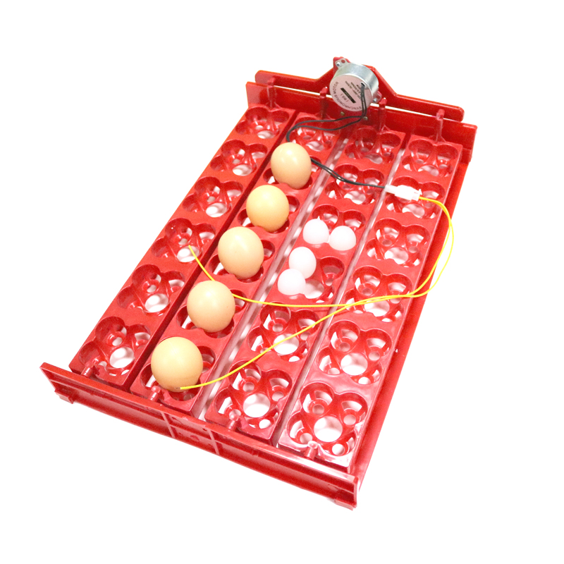 24 Eggs/96 Quail Eggs Hatching - Hunting Quail recensione e prezzo