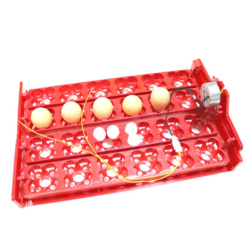 24 Eggs/96 Quail Eggs Hatching - Hunting Quail recensione e prezzo